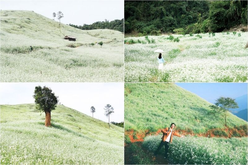 Những cánh đồng hoa cải trắng nở rộ trên cao nguyên Những cánh đồng hoa cải trắng nở rộ trên cao nguyên (Ảnh: Sưu tầm)