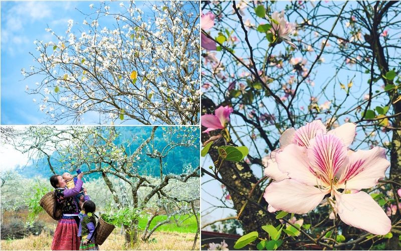 Vẻ đẹp Mộc Châu với hoa ban trắng