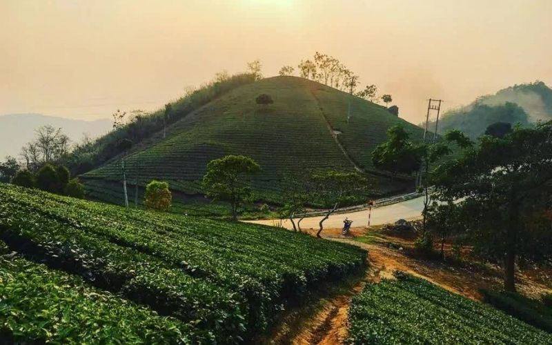 Vườn chè Suối Giàng