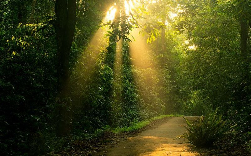 Đây khu rừng có địa hình phức tạp cùng cảnh quan độc đáo