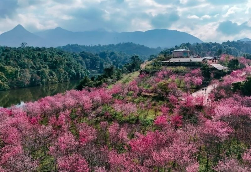 Sắc hoa anh đào Nhật Bản khoe sắc giữa lòng hồ thơ mộng (Ảnh: Sưu tầm)
