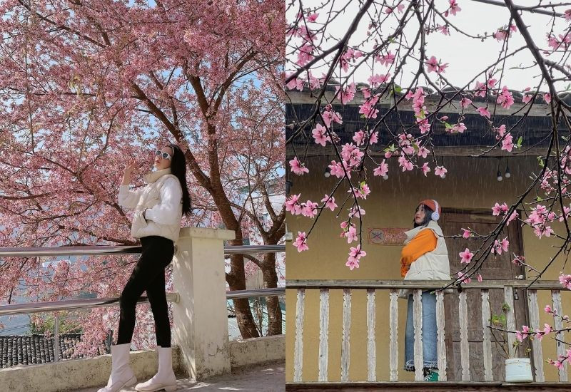 Sắc hoa mai anh đào tô điểm những bản làng vùng cao mỗi độ xuân về (Ảnh: Sưu tầm)