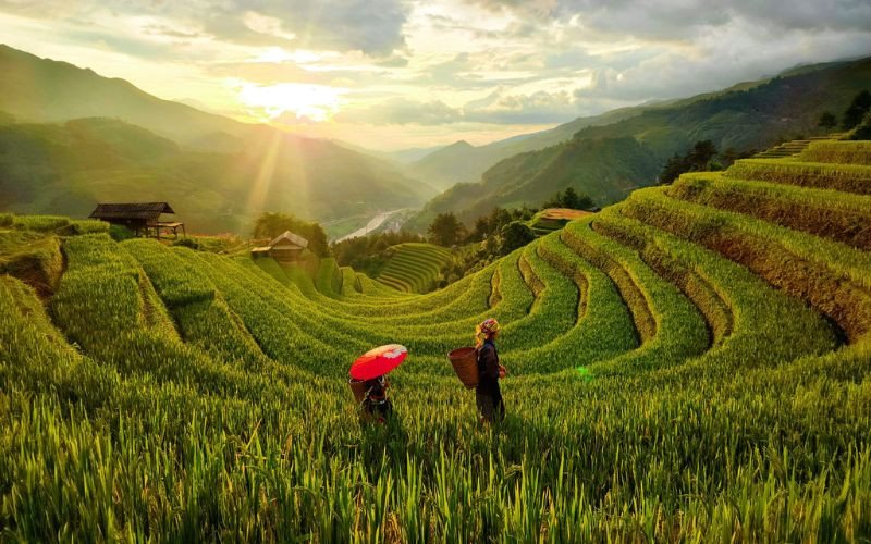 Mùa vàng Mù Cang Chải - Du lịch miền Bắc tháng 8 