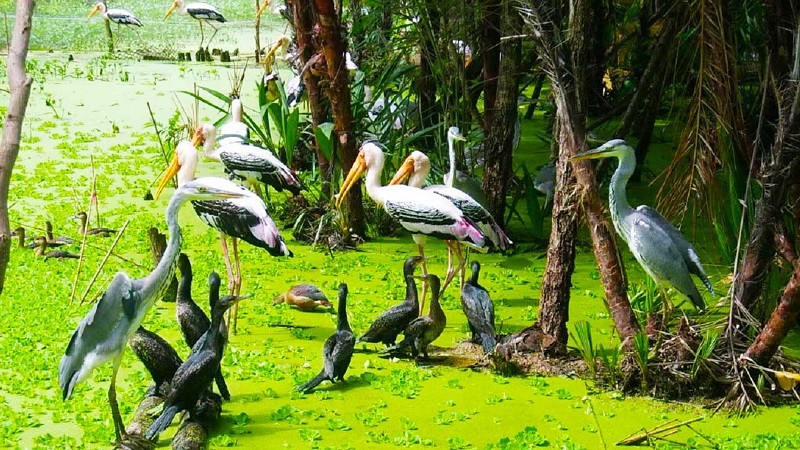 Khám phá thế giới của những loài chim tại rừng tràm 