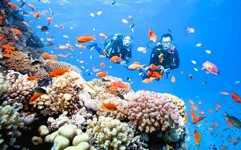 Lặn biển ngắm san hô nhiều màu sắc
