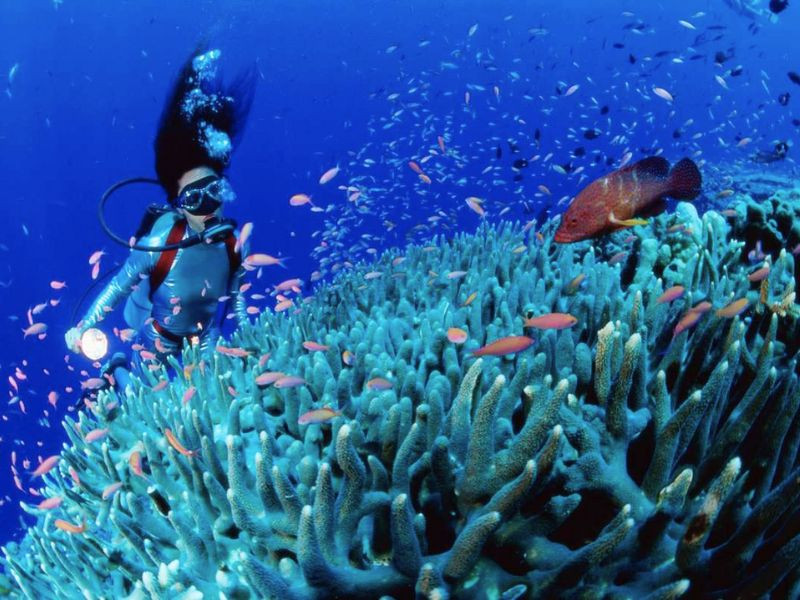 Trải nghiệm lặn ngắm san hô 