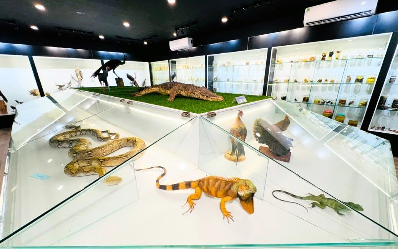 Khám phá các mẫu vật quý giá Khám phá các mẫu vật quý giá