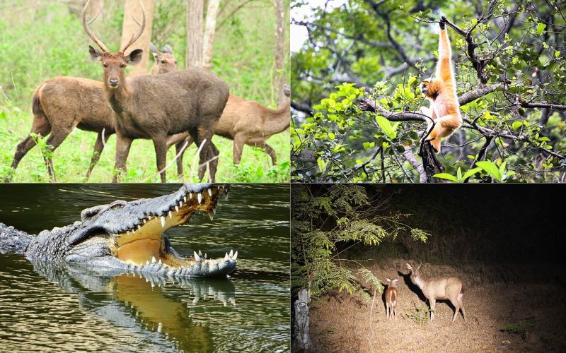 Nam Cát Tiên có hệ sinh thái phong phú