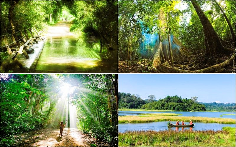 Rừng Nam Cát Tiên rực rỡ sắc xuân Rừng Nam Cát Tiên rực rỡ sắc xuân