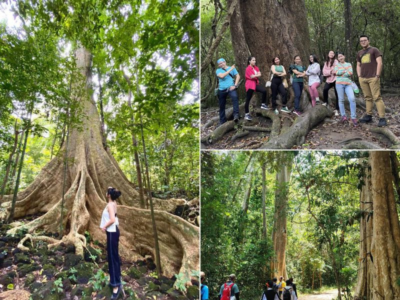 Xuyên rừng với hoạt động trekking