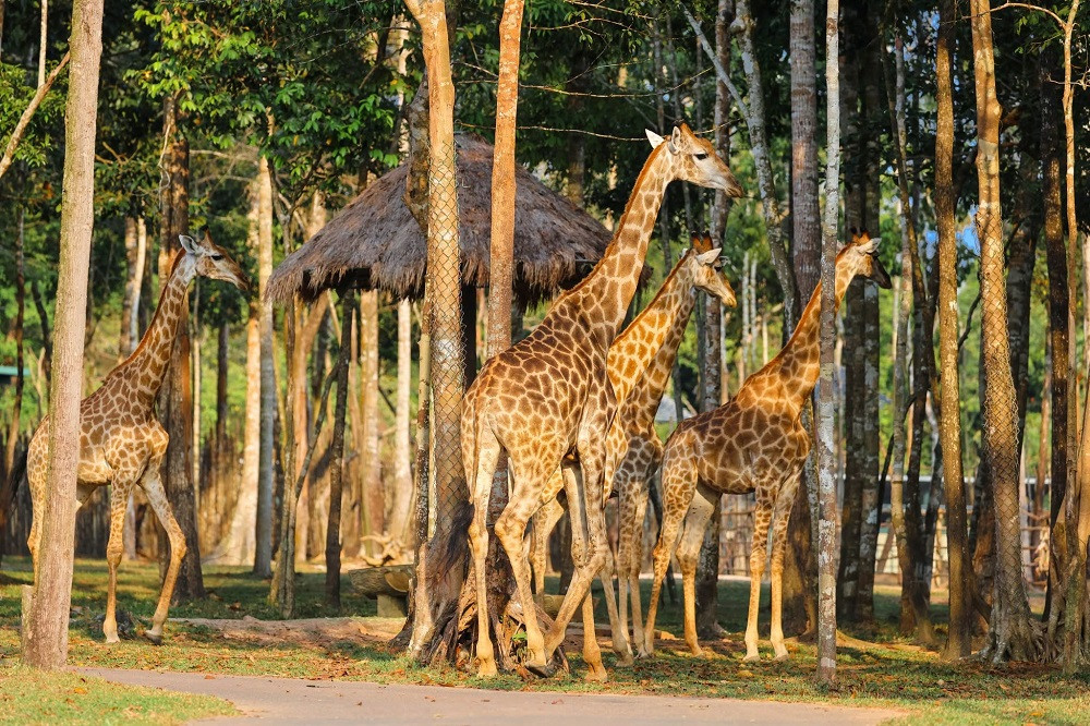 Safari gặp gỡ nhiều động vật bán hoang dã thú vị