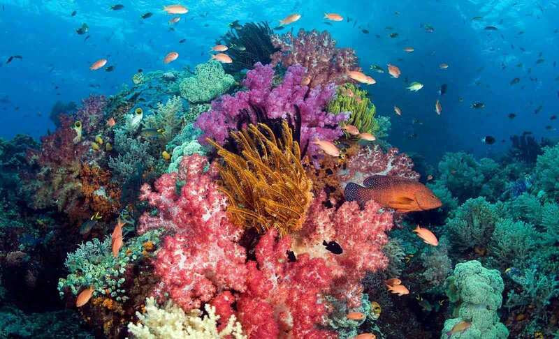 Ngắm rạn san hô đẹp ở Phú Quốc