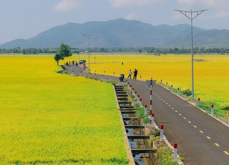 Khám phá con đường đi qua cánh đồng An Nhứt Bà Rịa - Vũng Tàu