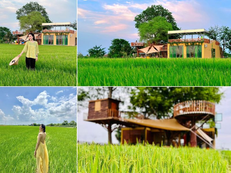 Ngắm cánh đồng lúa xanh ngát 