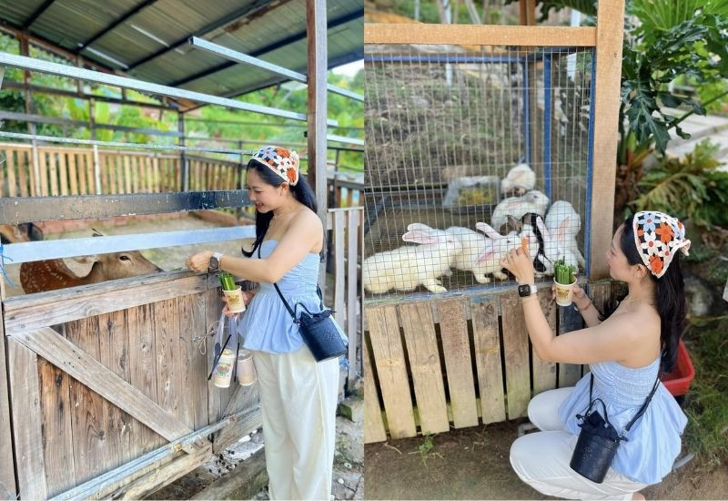 Trải nghiệm cho động vật ăn tại Moana Farm Vũng Tàu Trải nghiệm cho động vật ăn tại Moana Farm Vũng Tàu