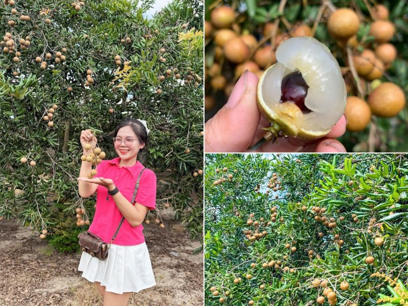 Hái nhãn tận vườn