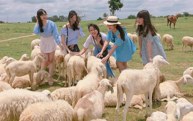 Vui chơi thỏa thích tại Đồng Cừu Suối Nghệ