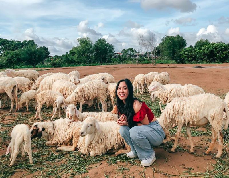 Đồng cừu Suối Nghệ - địa điểm check in nổi tiếng