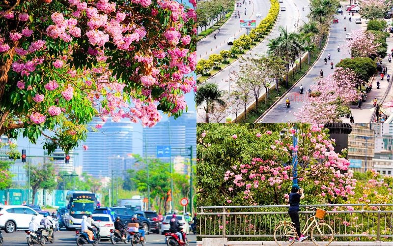 Chùm hoa phủ sắc hồng rực rỡ lên cả tuyến phố Chùm hoa phủ sắc hồng rực rỡ lên cả tuyến phố