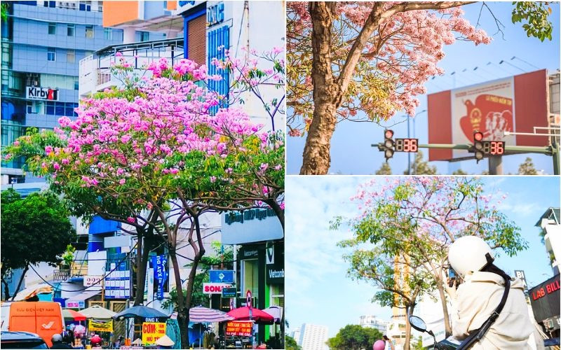 Hãy tranh thủ chụp vào những ngày đầu hoa vừa nở Hãy tranh thủ chụp vào những ngày đầu hoa vừa nở