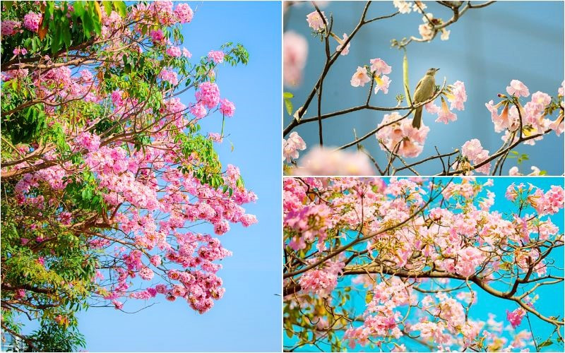 Khuôn viên viện rất lý tưởng để thong thả chụp ảnh Khuôn viên viện rất lý tưởng để thong thả chụp ảnh