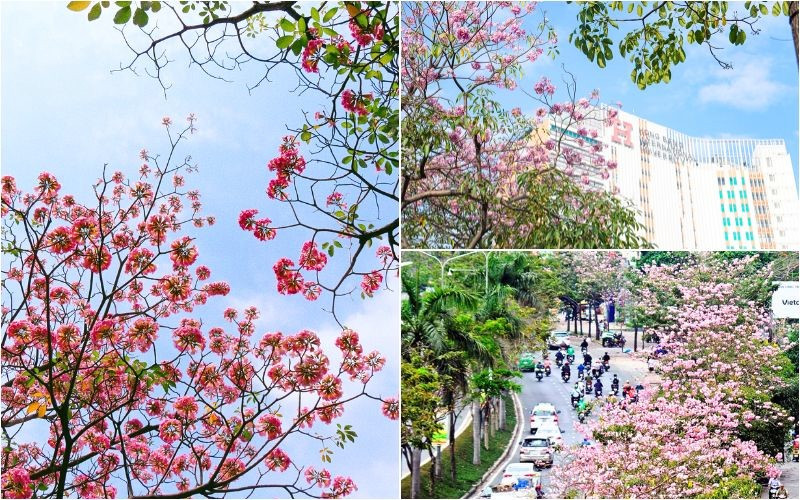 Sắc hoa nổi bật giữa những khối nhà cao tầng Sắc hoa nổi bật giữa những khối nhà cao tầng