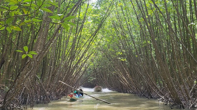 Rừng đước ngập mặn - địa điểm du lịch đặc biệt nên khám phá khi đến Cà Mau