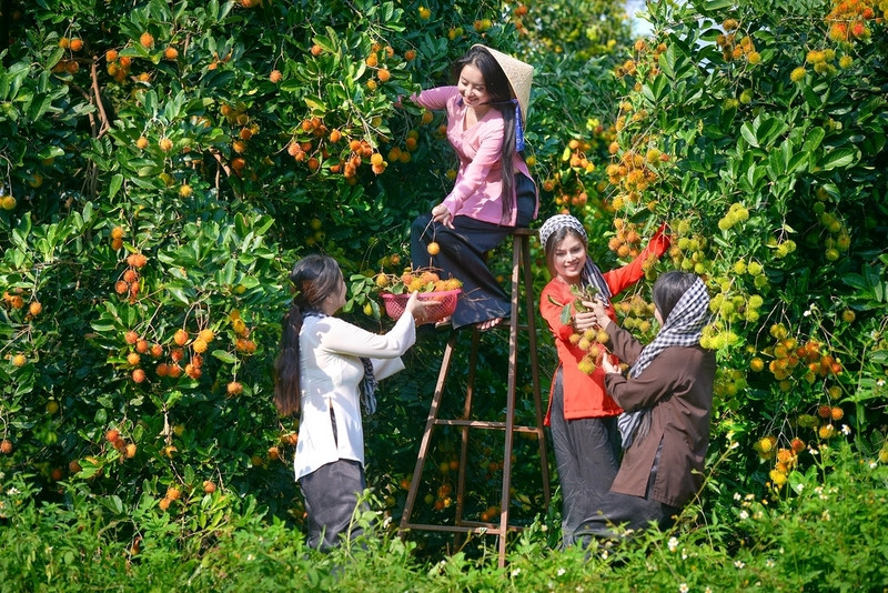Trải nghiệm làm nông dân tại vườn trái cây