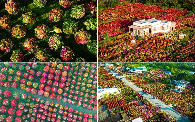 Ngôi làng như được phủ kín bởi thảm hoa giấy đa sắc 