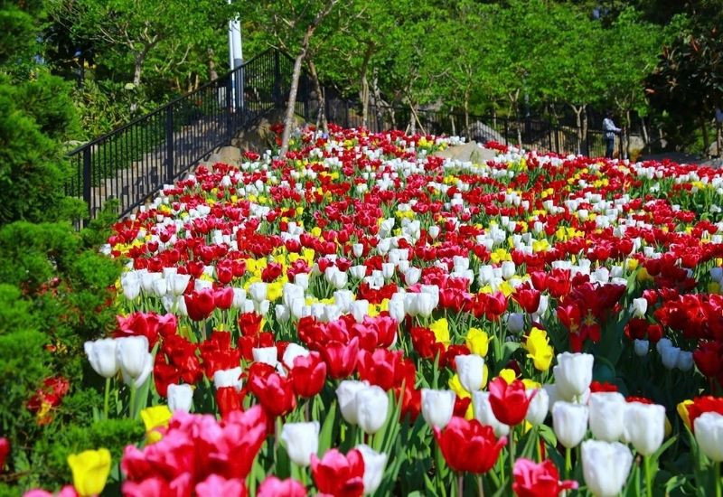 Vườn hoa tulip rực rỡ trên đỉnh Núi Bà Đen