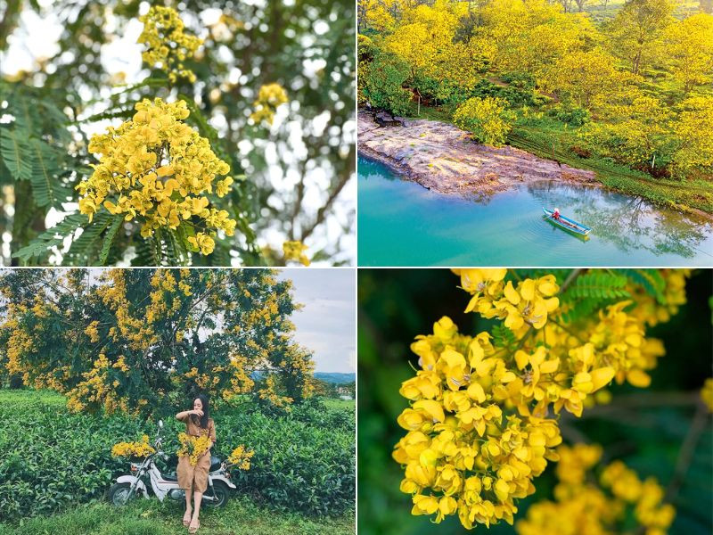 Chiêm ngưỡng hoa muồng vàng rực rỡ