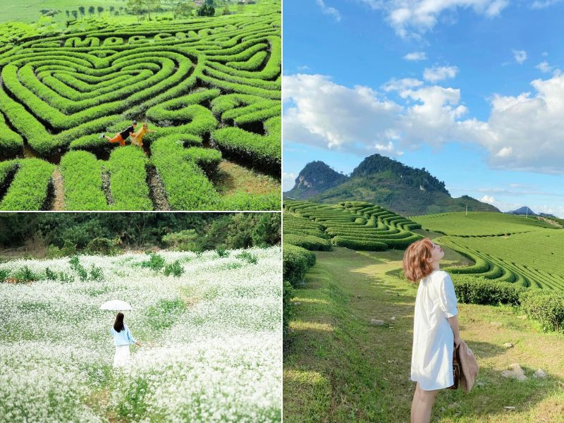 Ngắm đồi chè và hoa cải trắng Mộc Châu
