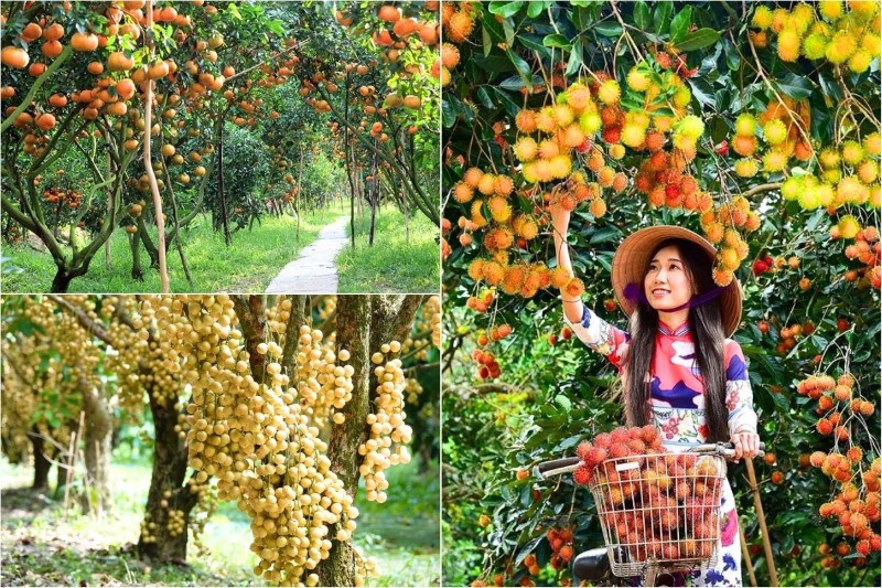 Mùa trái cây tuỳ theo thời tiết miền Tây tháng 