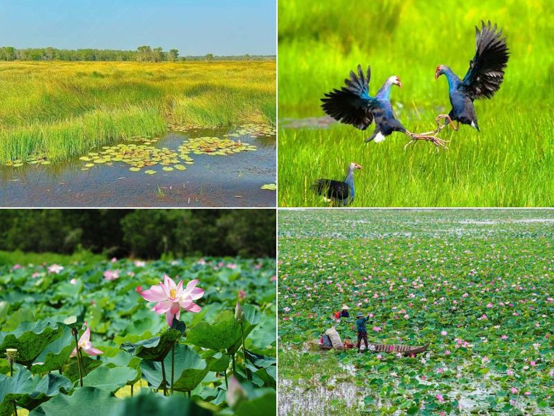 VQG Tràm Chim và cánh đồng sen (Đồng Tháp).