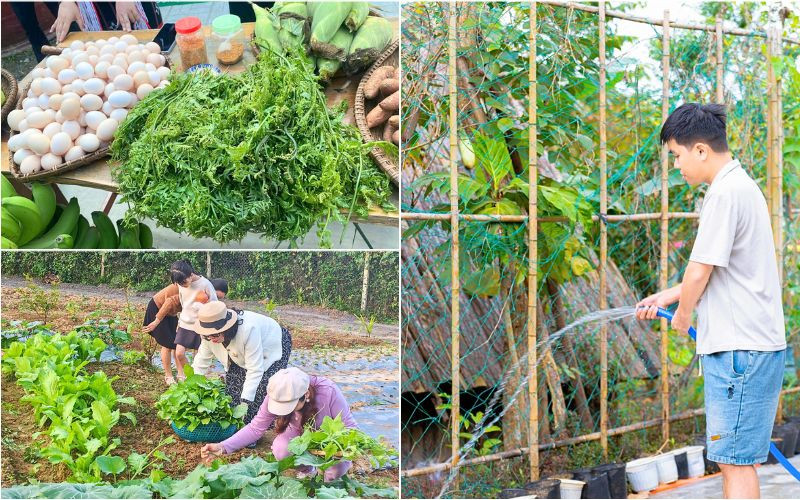 Thử sức với công việc nông trại khi đến vườn rau Thử sức với công việc nông trại khi đến vườn rau