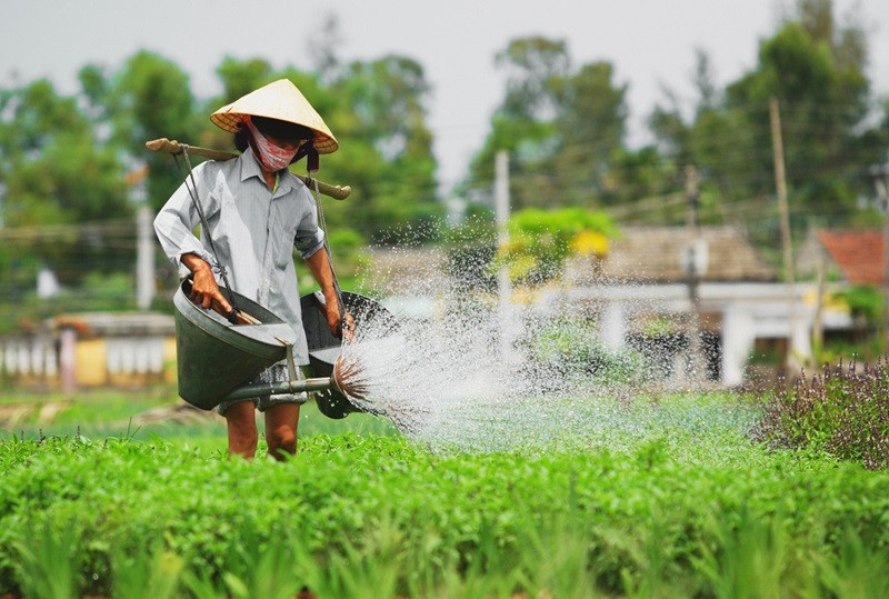 Người dân cần mẫn mang đến các loại rau tươi ngon nhất