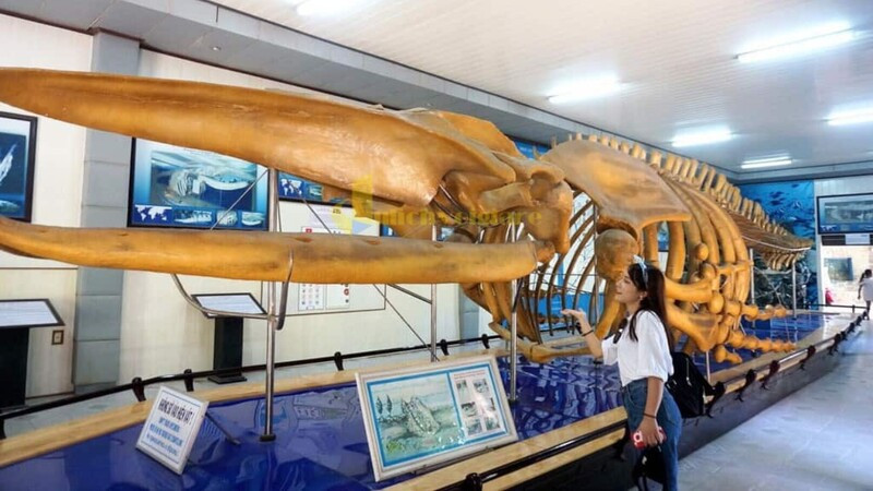 Bộ xương cá heo khổng lồ được trưng bày tại Viện Hải dương học