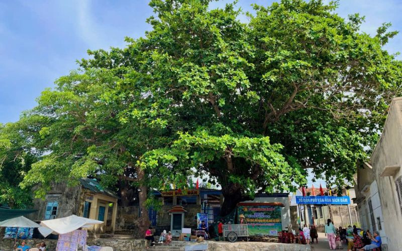Cây bàng tài sản đặc biệt của đảo Bích Đầm 