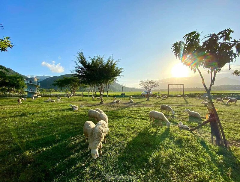 Đồng cừu Suối Tiên - Nha Trang là địa điểm check in cực hot (