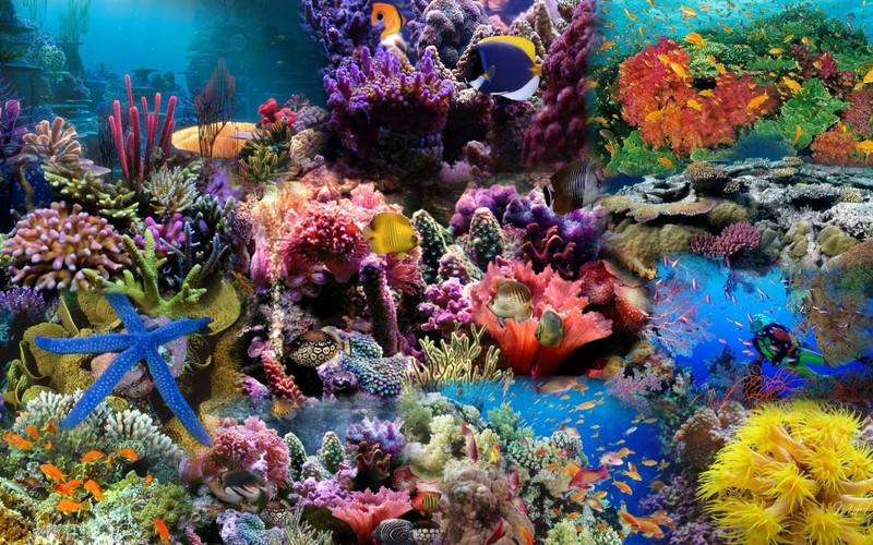 Hệ sinh thái dưới biển Hòn Mun
