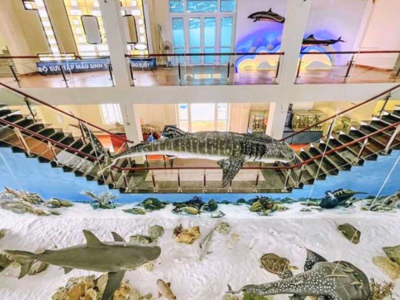 Tham quan Viện Hải Dương Học đầy thú vị