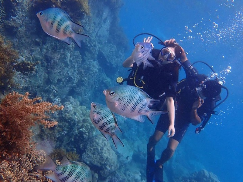 Trải nghiệm ngắm san hô tại Vịnh San Hô Nha Trang