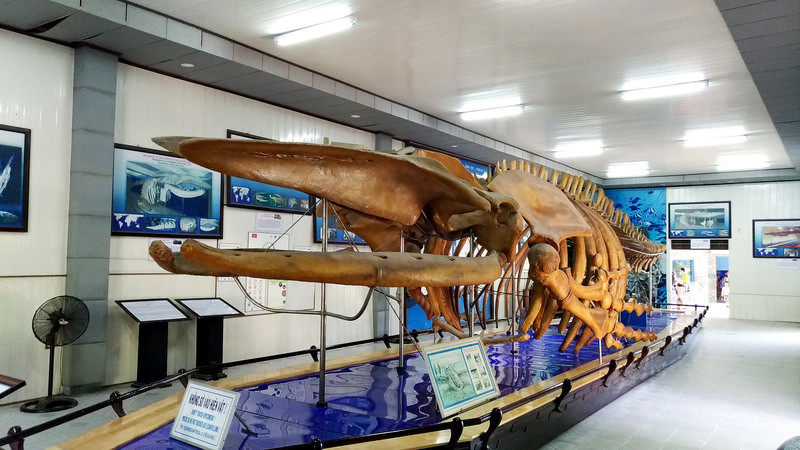 Bộ xương cá voi khổng lồ trong bảo tàng Hải dương học Nha Trang 