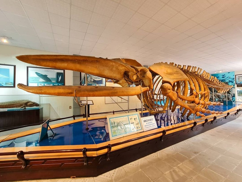 Bộ xương cá voi lưng gù với kích thước cực “khủng”
