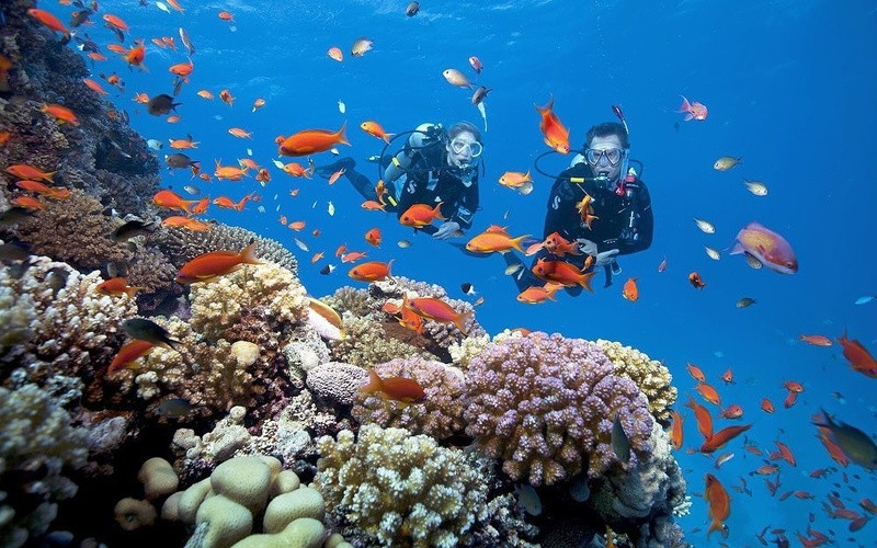 Ngắm nhìn san hô đa màu sắc
