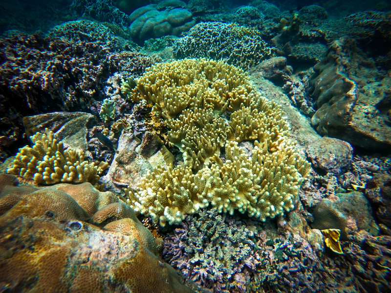 Những rạn san hô xinh đẹp tại Cù Lao Câu