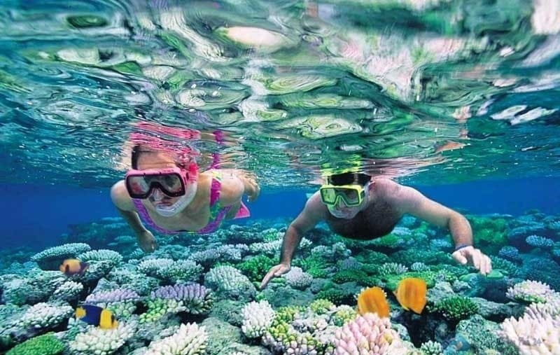 Du khách thích thú tham gia ngắm san hô