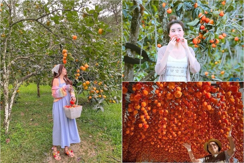 3 trải nghiệm nhất định phải thử trong mùa hồng Đà Lạt