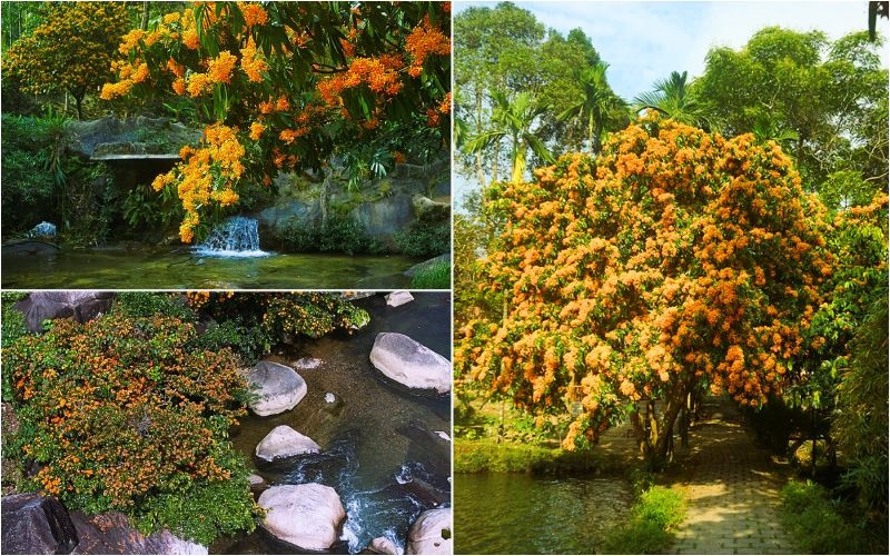 Cung đường ngắm rừng hoa Trang nở Cung đường ngắm rừng hoa Trang nở