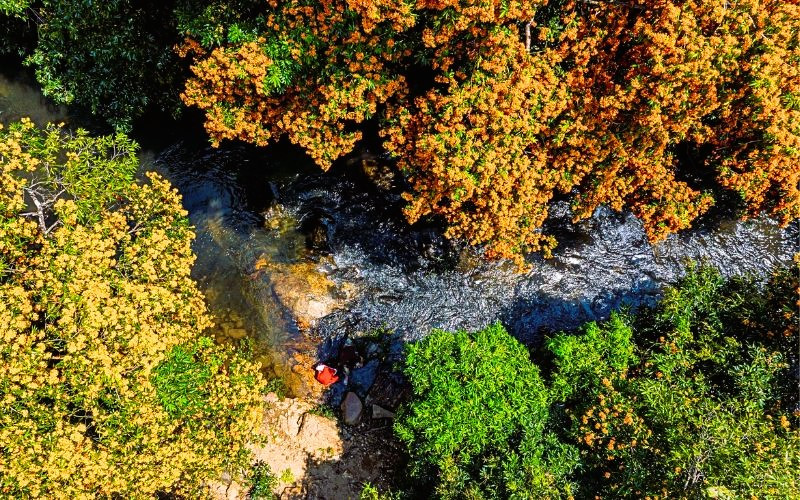 Đi du lịch miền Trung ngắm hoa Trang rừng nở rộ Đi du lịch miền Trung ngắm hoa Trang rừng nở rộ